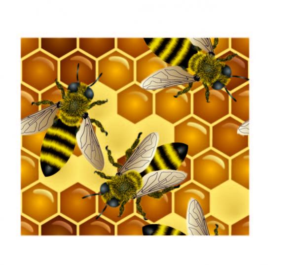 ผึ้ง และ รังผึ้ง