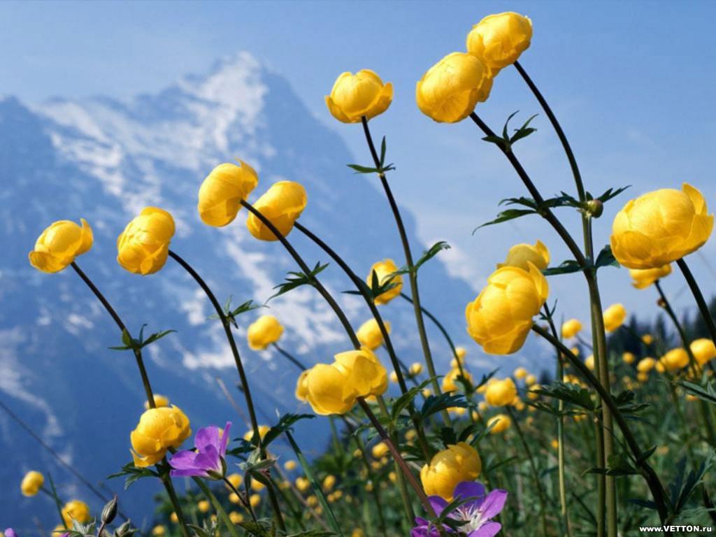ดอกไม้บนภูเขา