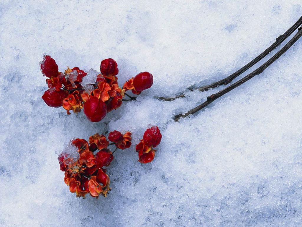 ดอกสีแดงกับน้ำแข็ง